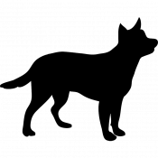 Remy, a Black, Brown, White Mixed Dog