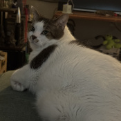 Fluffy G, a White, Light-brown, Dark-brown, Rust Breed Unknown Cat